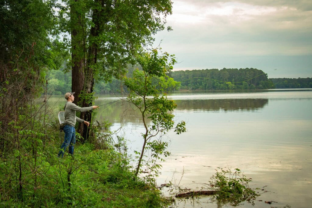 Dove Season