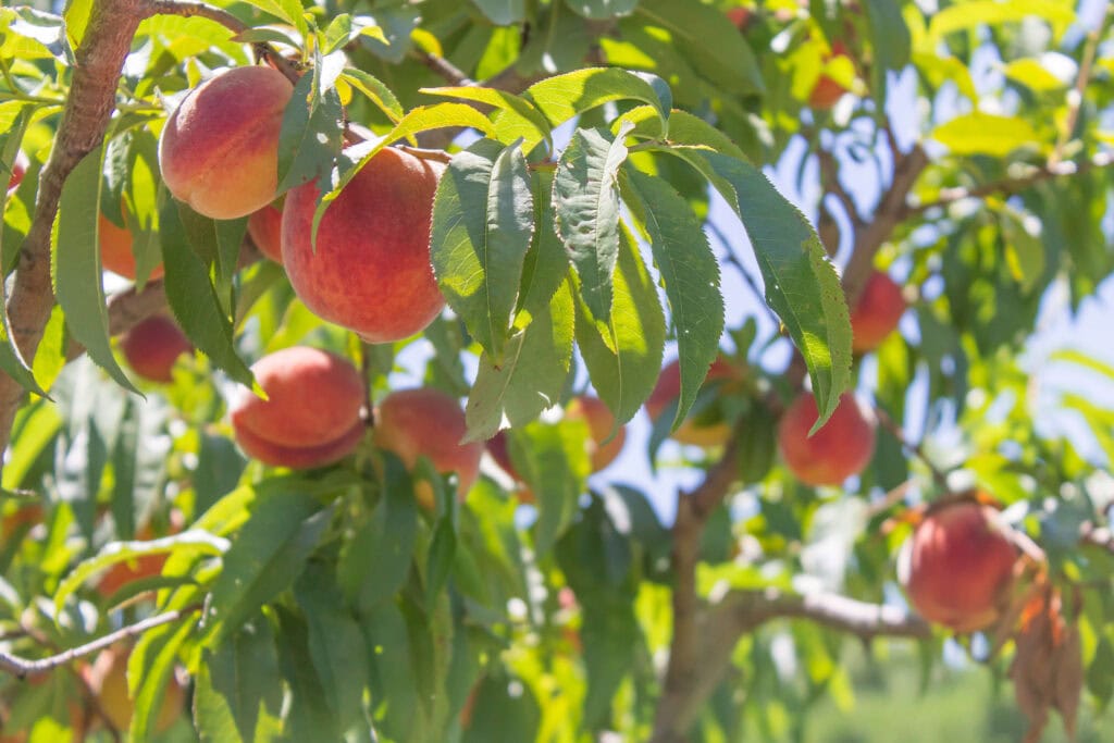 East texas peach tree