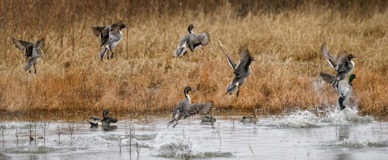 East Texas Duck Hunting